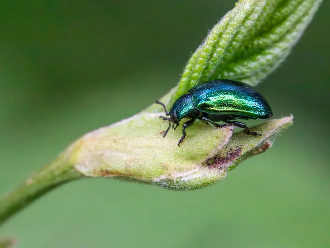 Building Inspection Pest Control Technician