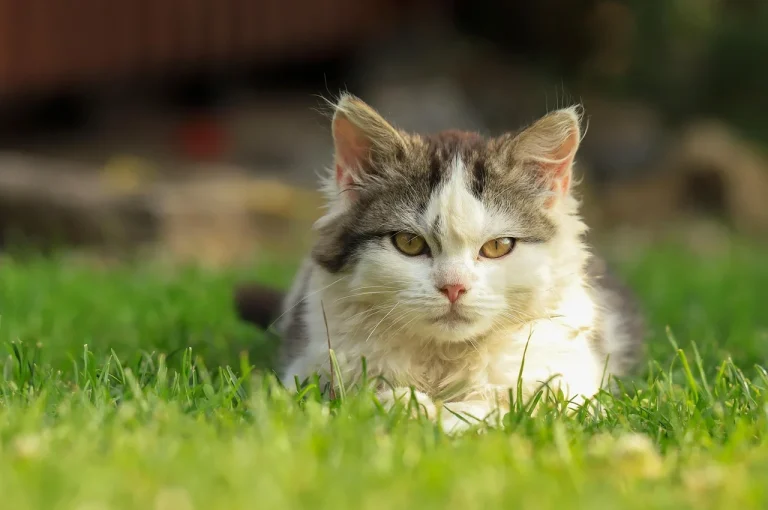 Cat Low-VOC: Dinding Sehat, Udara Segar