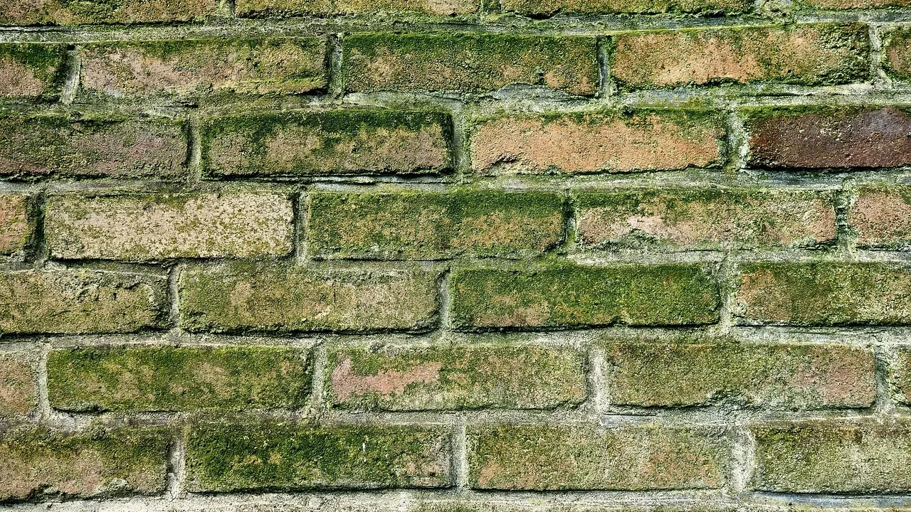 Damp Wall Moldy Wall