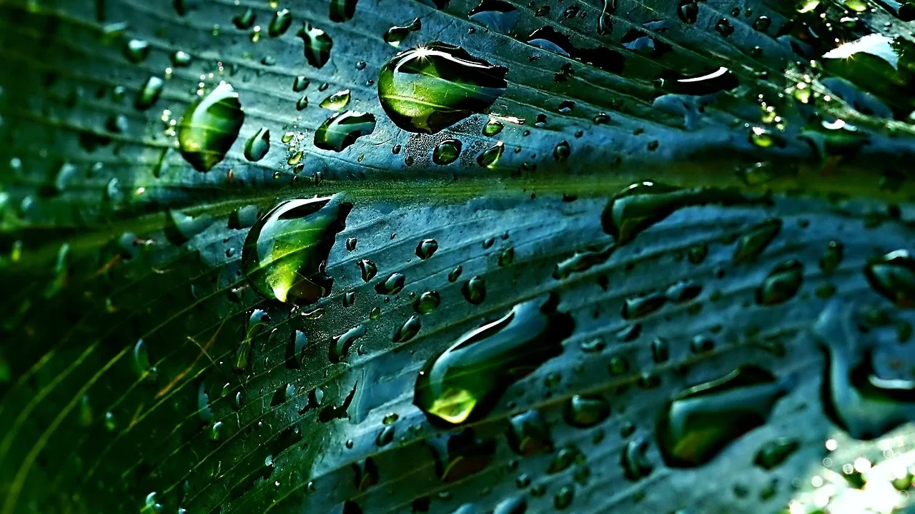 Rainwater House Protection