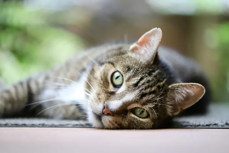 Tips Hemat Cat Ulang Tanpa Hasil Murahan