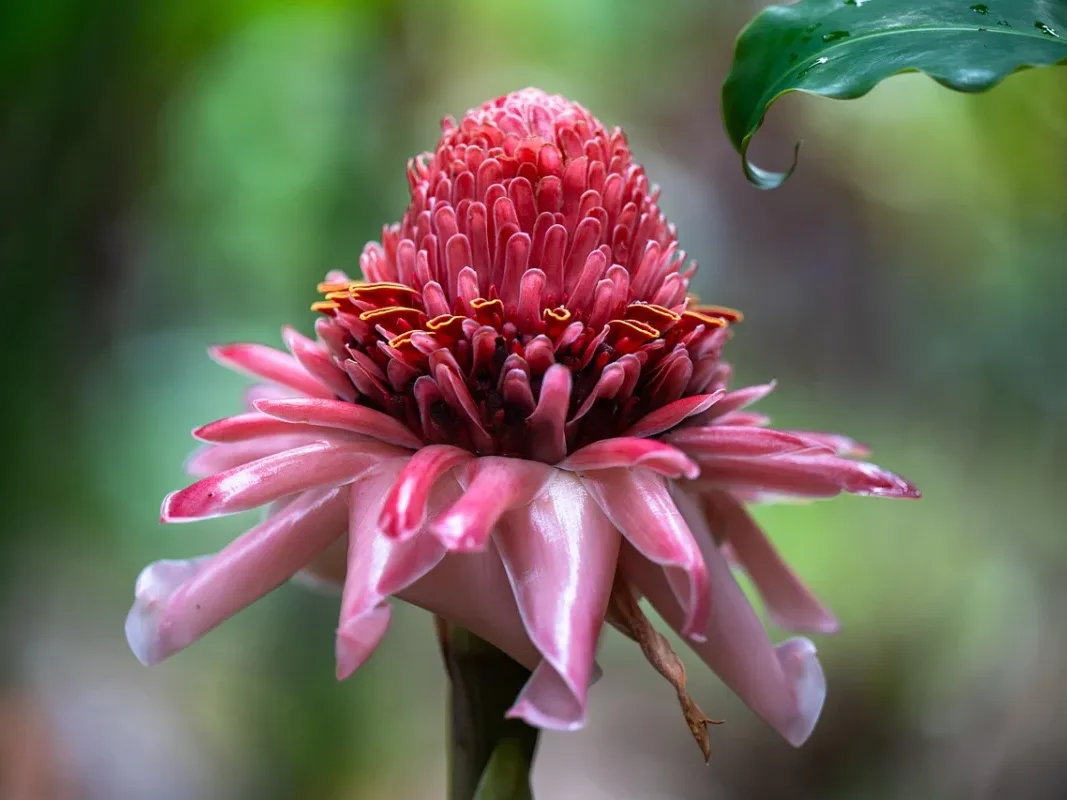 Tropical Plants Garden Materials