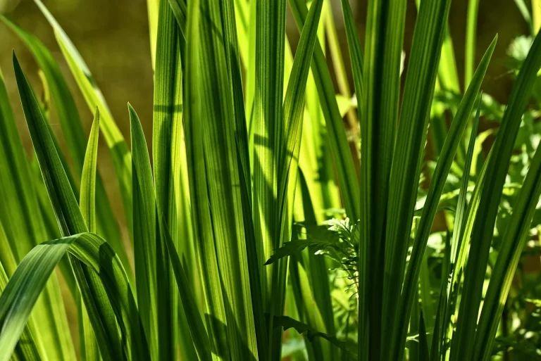 Tropical Plants Green Grass