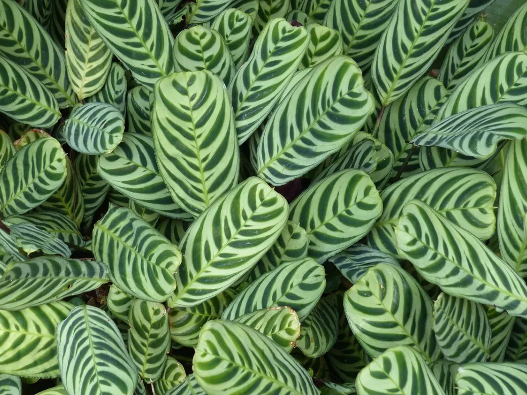 Tropical Wallpaper House Climate