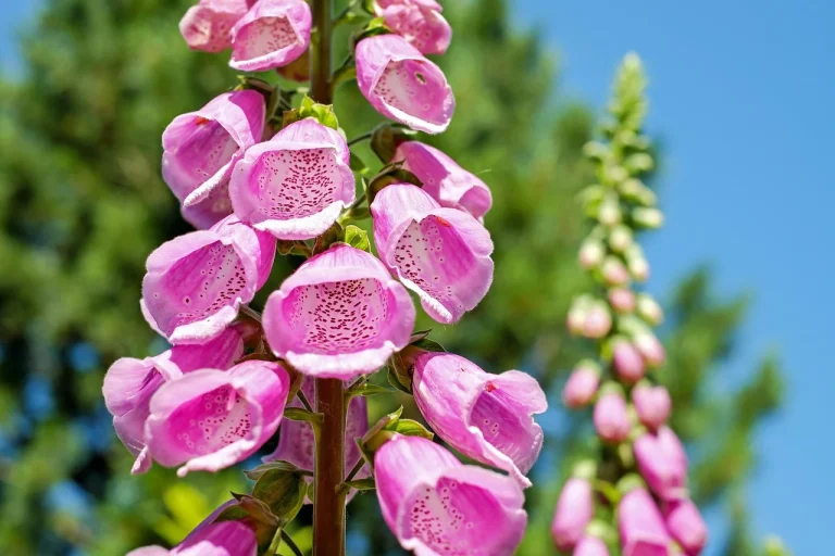 Vertical Garden Wall Plants Potted Plants