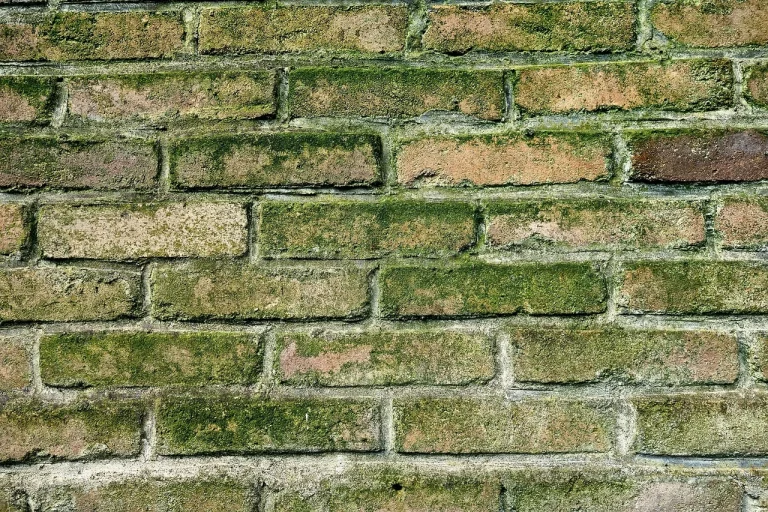 Wet Wall Mold