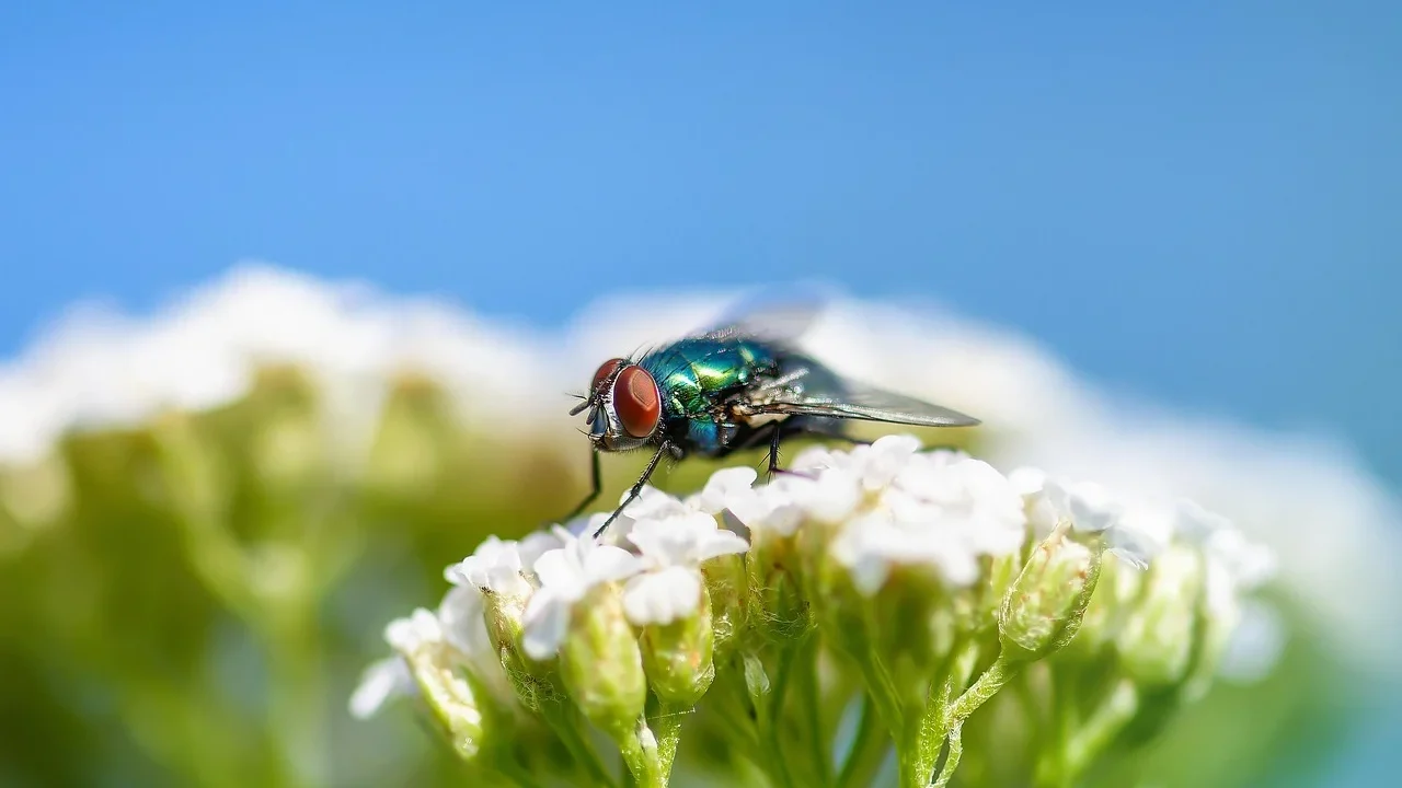 Building Inspection Pest Control