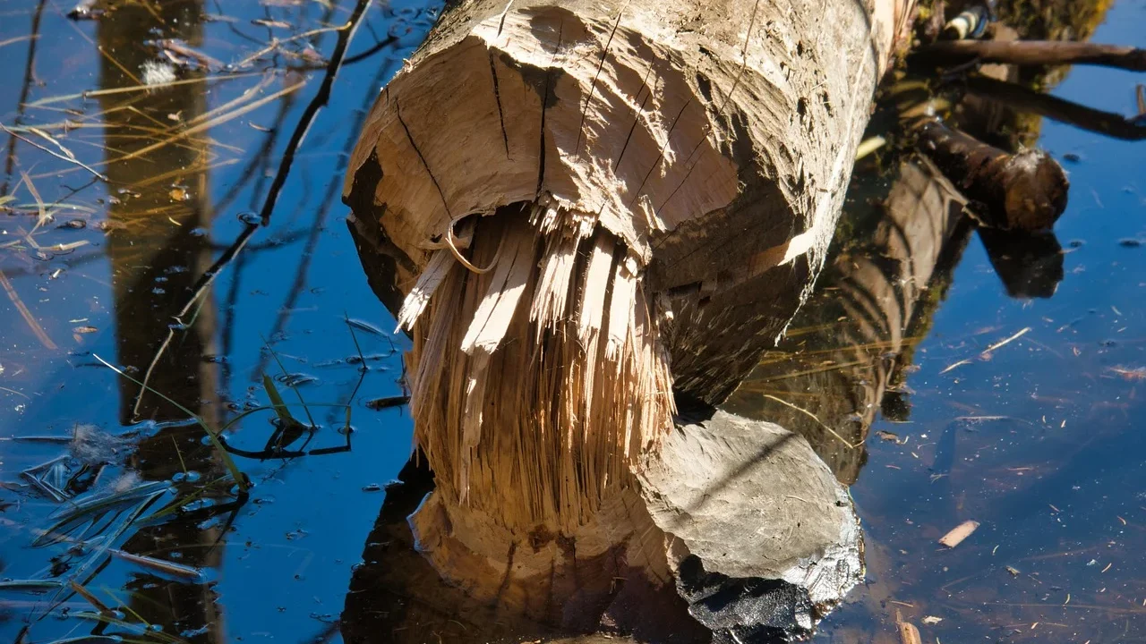Rotting Wood Termite Damage