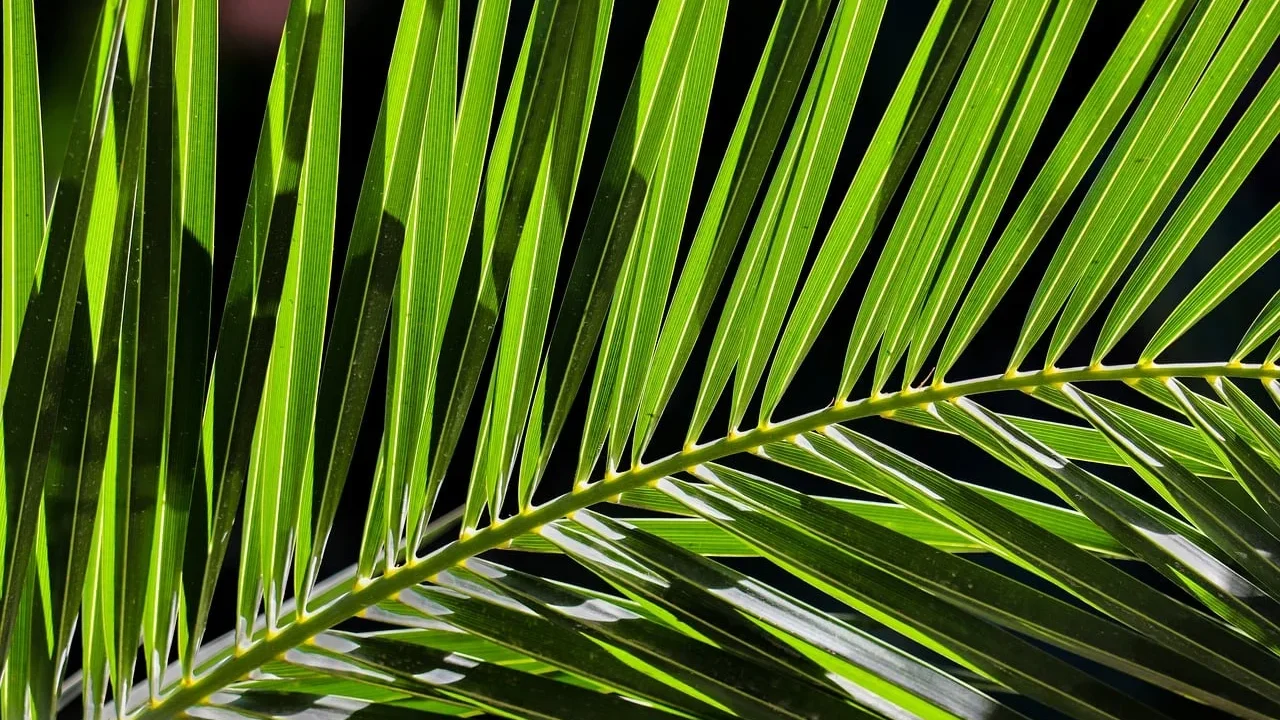Tropical House Green Building Ventilation